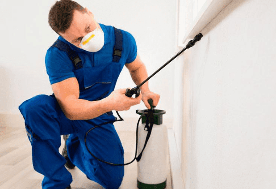 Dedetização de pulgas